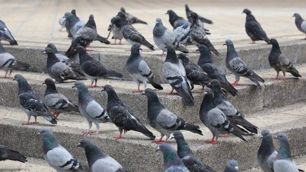 palomas de Bogota