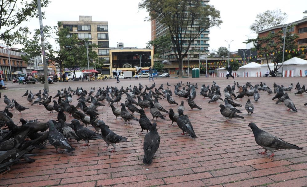 Imagen de palomas