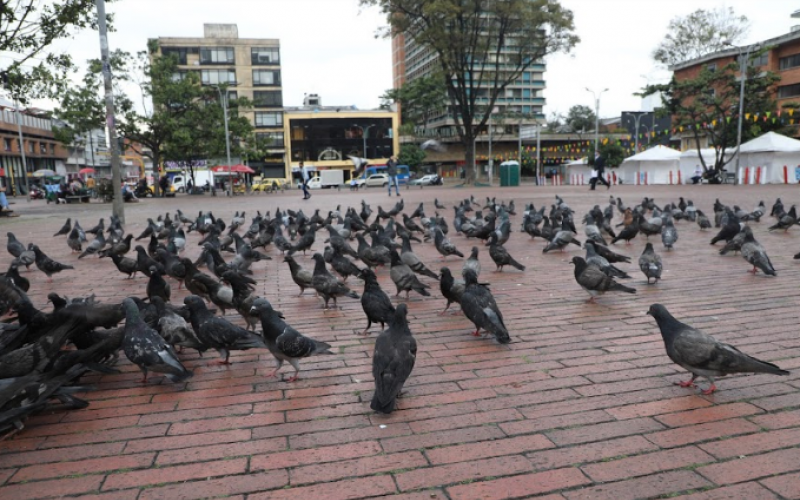 Palomas_en_bogotá