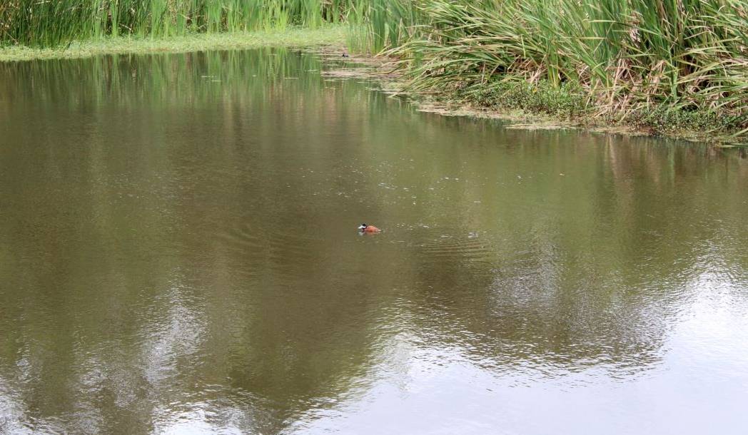 Pato turrio en el lago