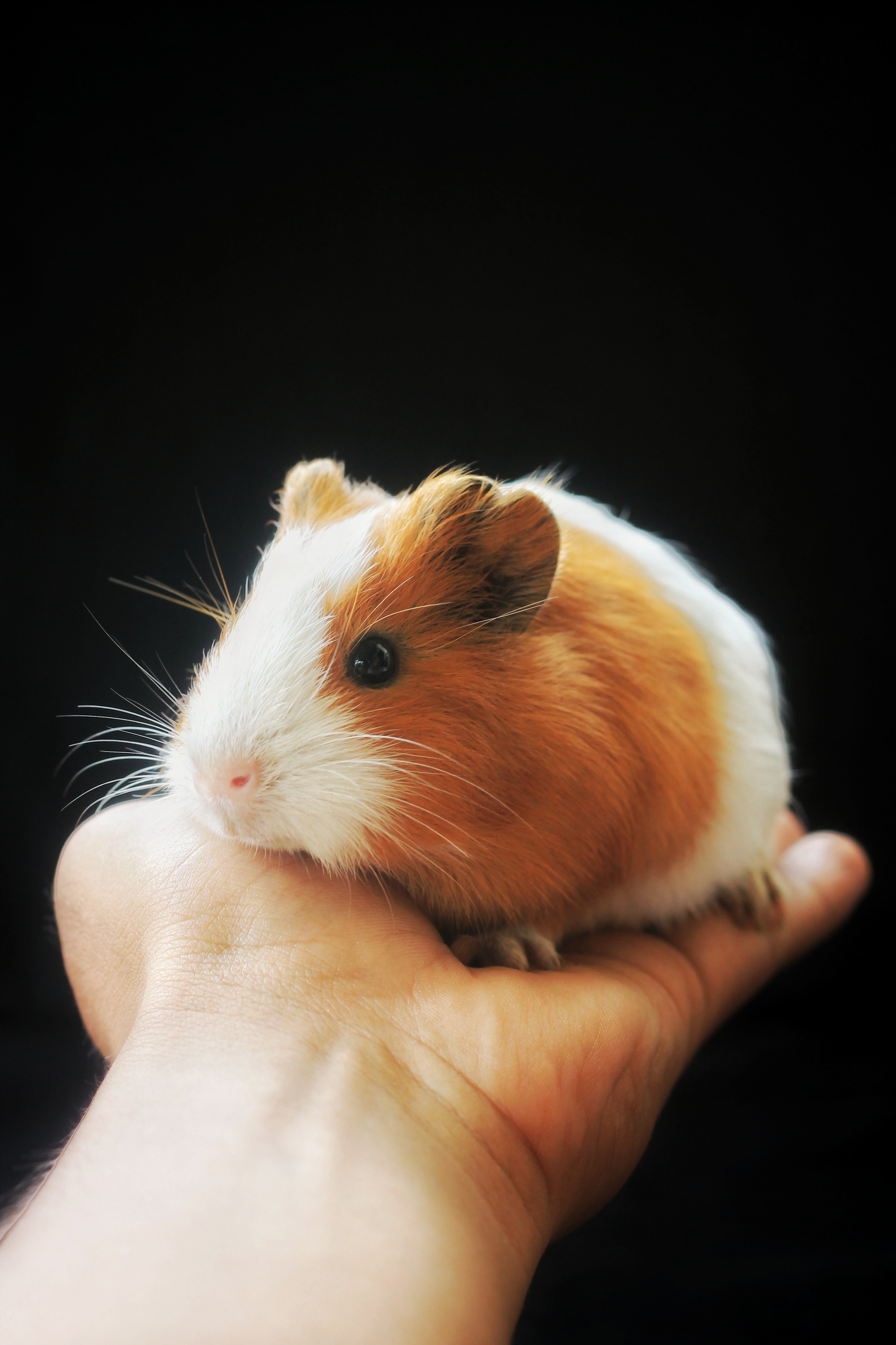 guinea pig