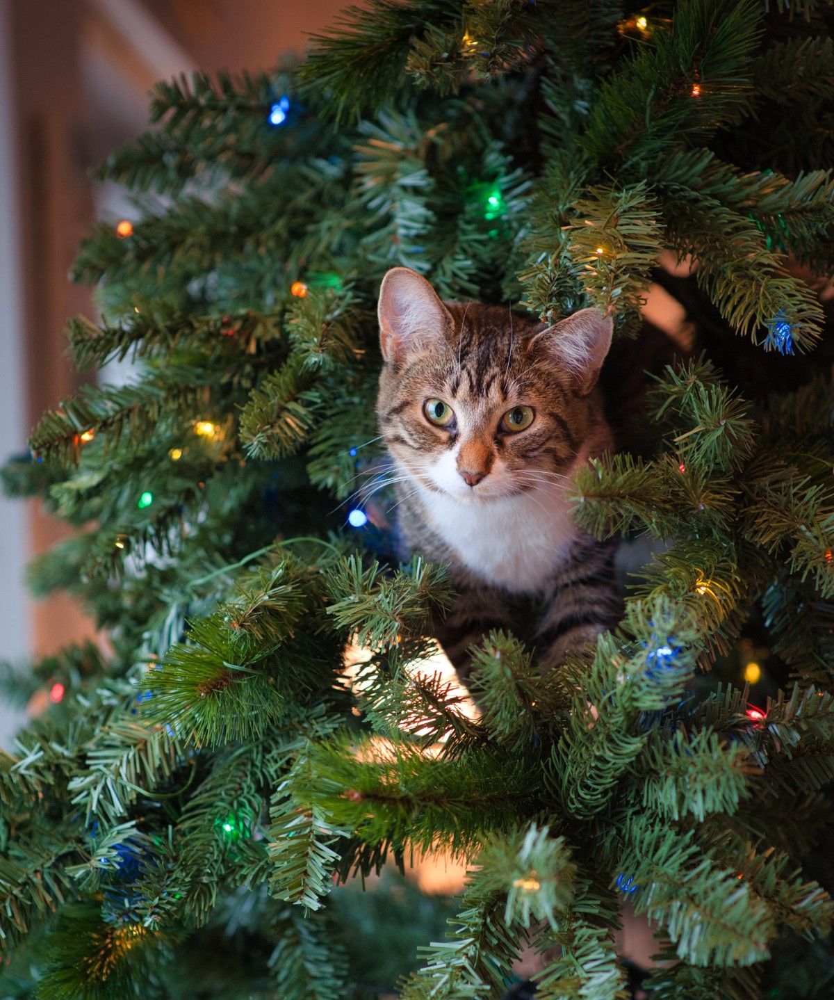 gatos en navidad