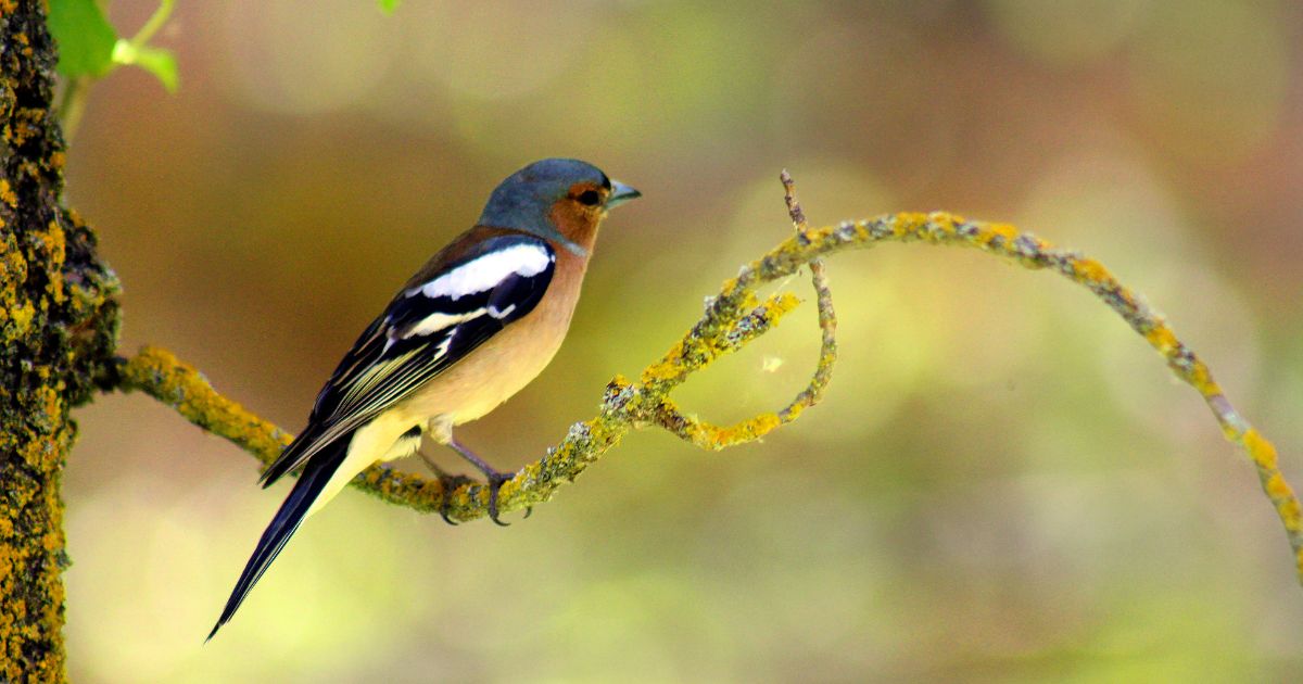 observación de aves 