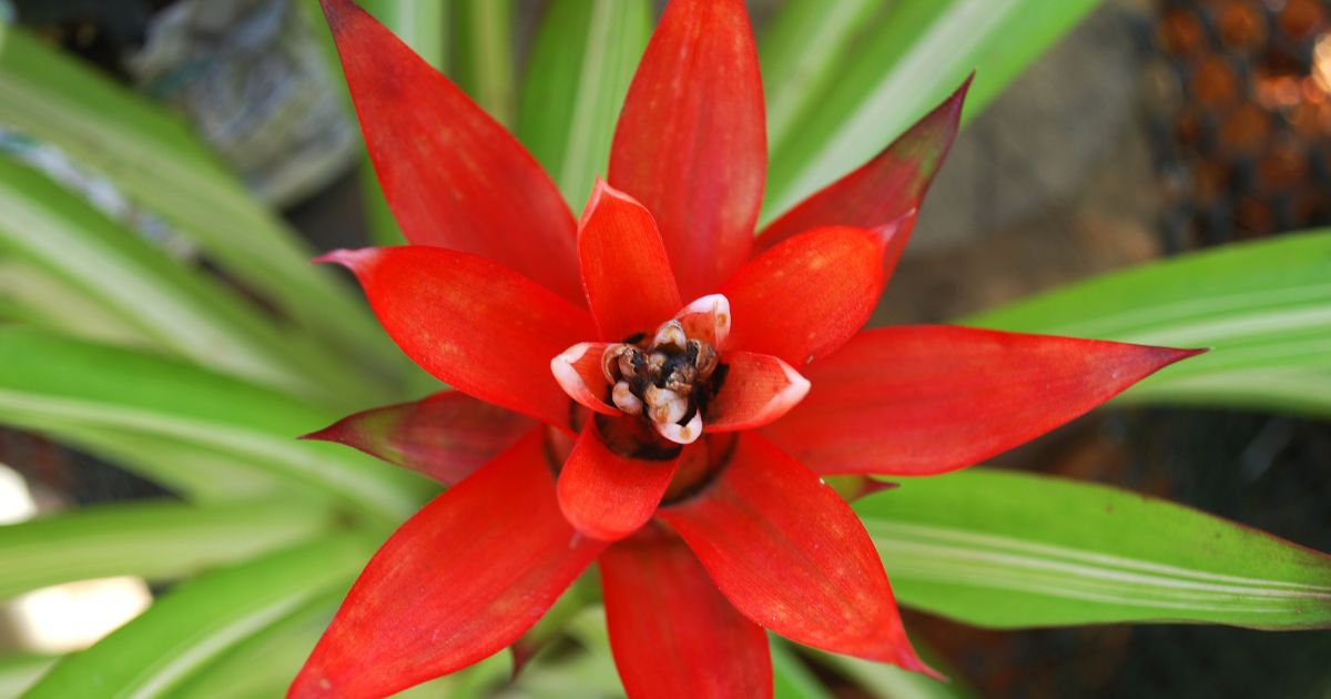 Jardín Botánico de Bogotá 