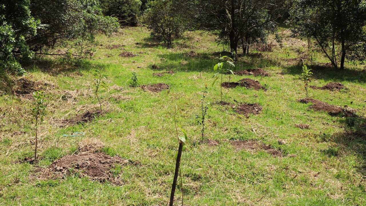 Imagen de la plantación de árboles