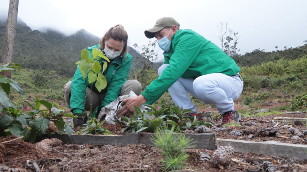 Imagen de la plantación de árboles.