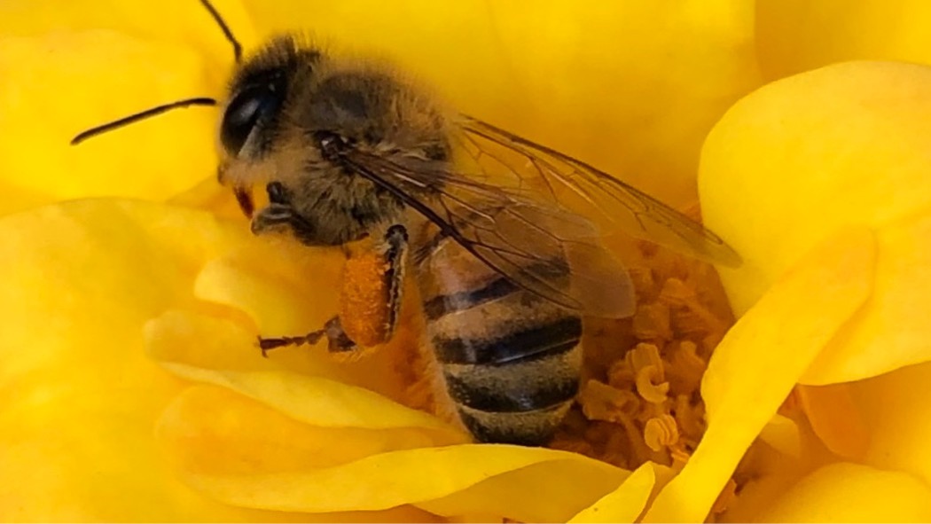 Abeja