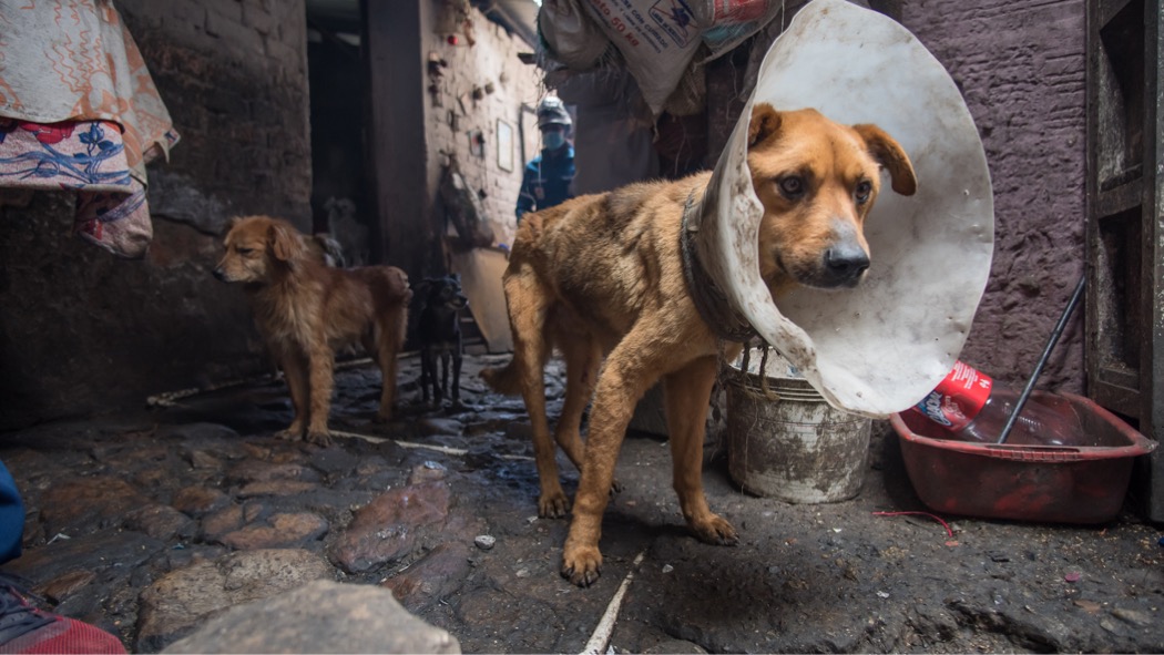 perros maltratados