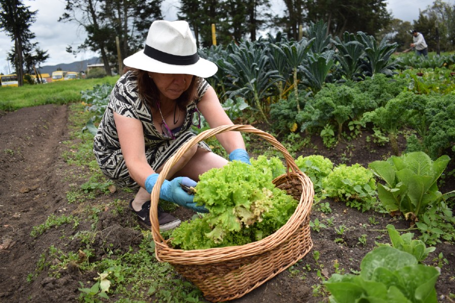 Productora campesina - Foto: Secretaría de Desarrollo Económico