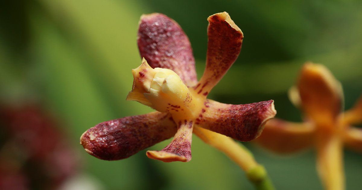 Prosthechea crassilabia 