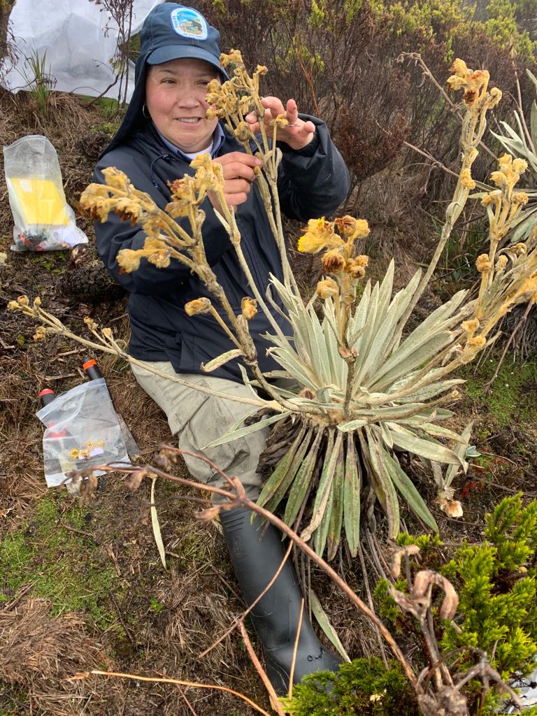 Raquel Fajardo, del PNN Sumapaz, colectando semillas de frailejones para el proyecto