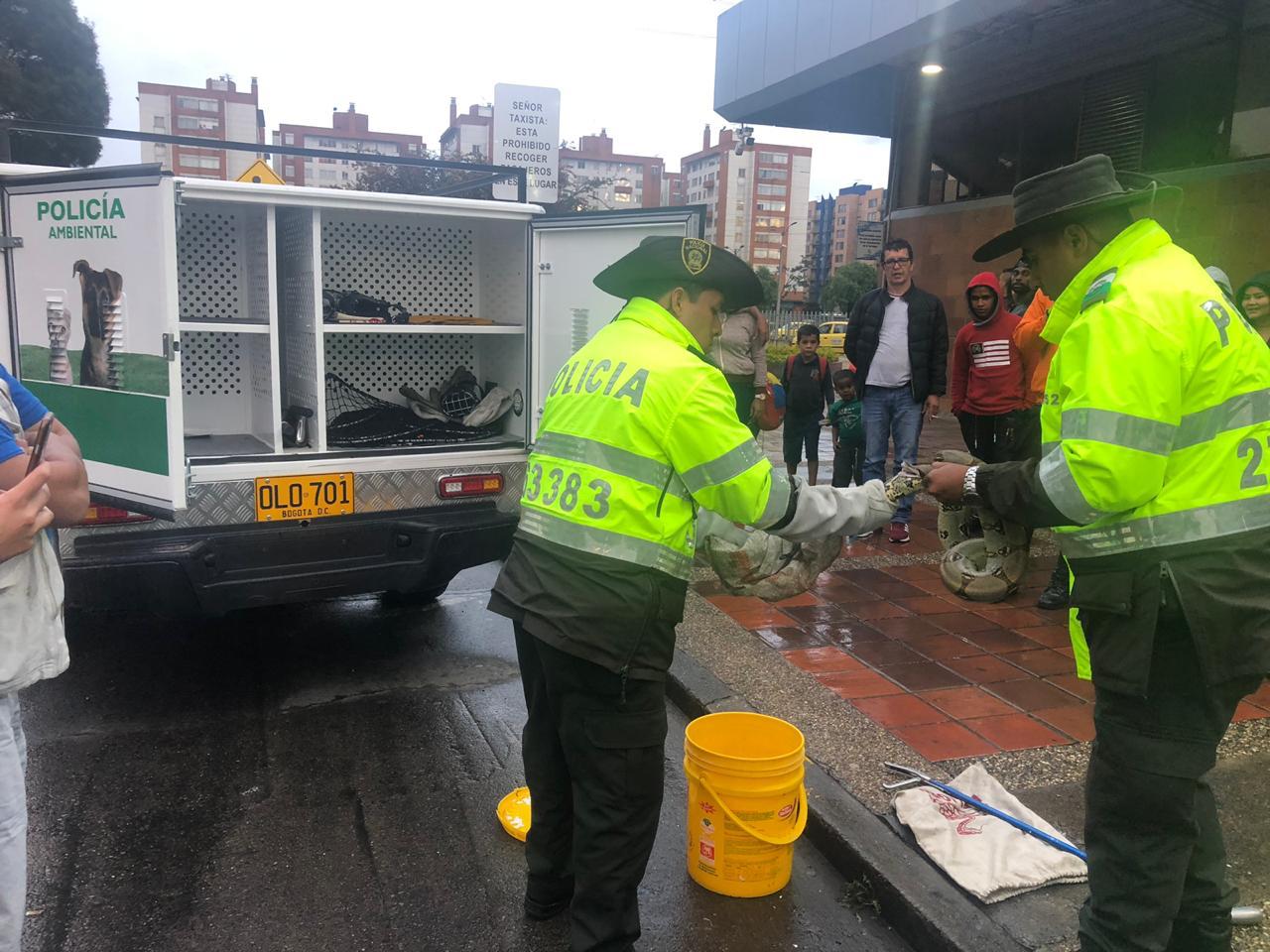 Rescatan boa que iba a ser víctima de tráfico silvestre