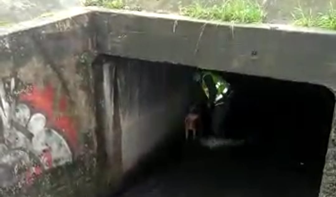 El auxiliar Harold Sneider en un acto heroico no pensó en los riesgos y salvó a Tobby un perrito que cayó al caño de la Boyacá con Avenida 26- FOTO: Archivo particular