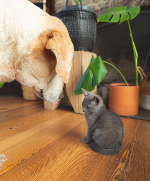 perro y gato