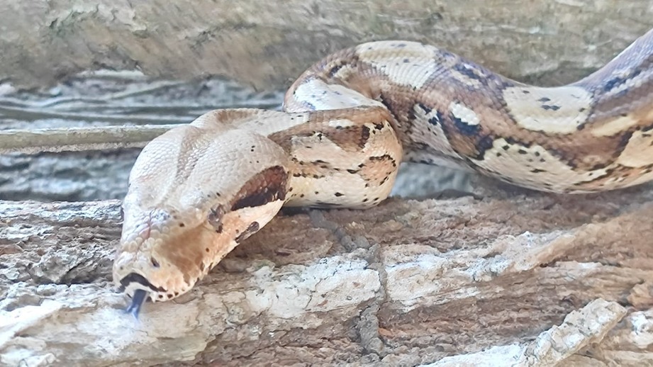 Secretaría de Ambiente de Bogotá liberó animales silvestres en Bolívar