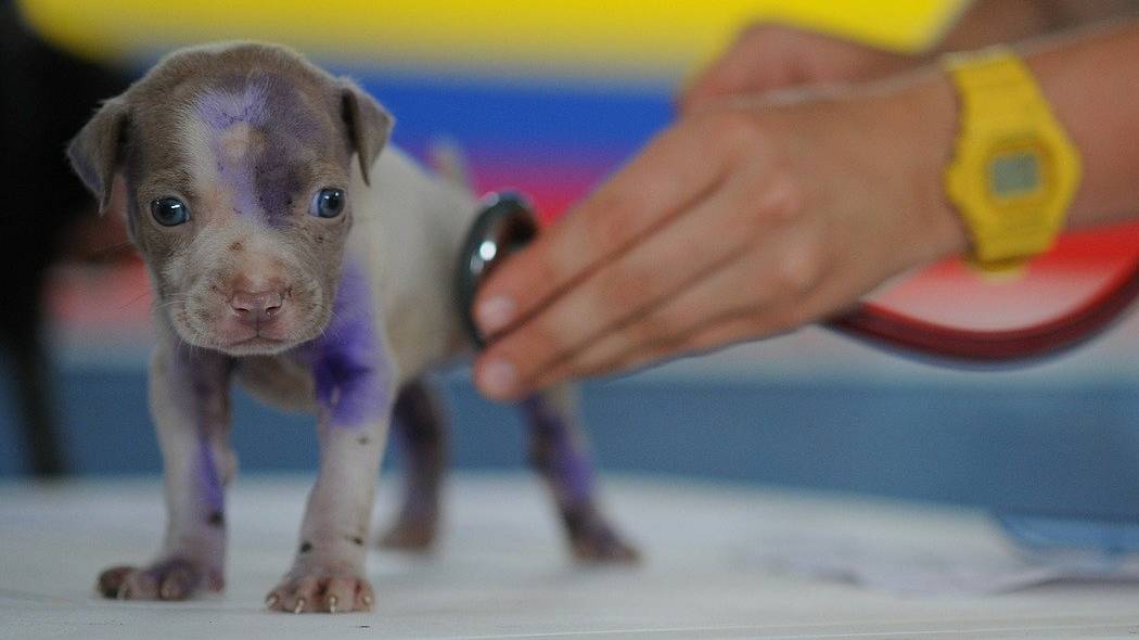 Imagen de un cachorro en chequeo médico