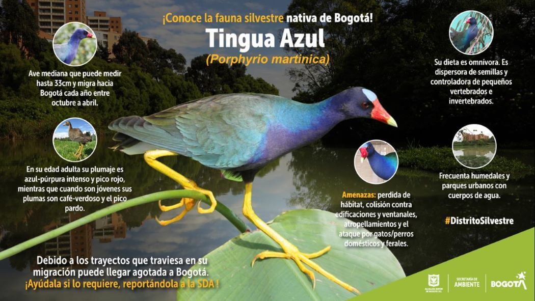 Imagen de la Tingua Azul