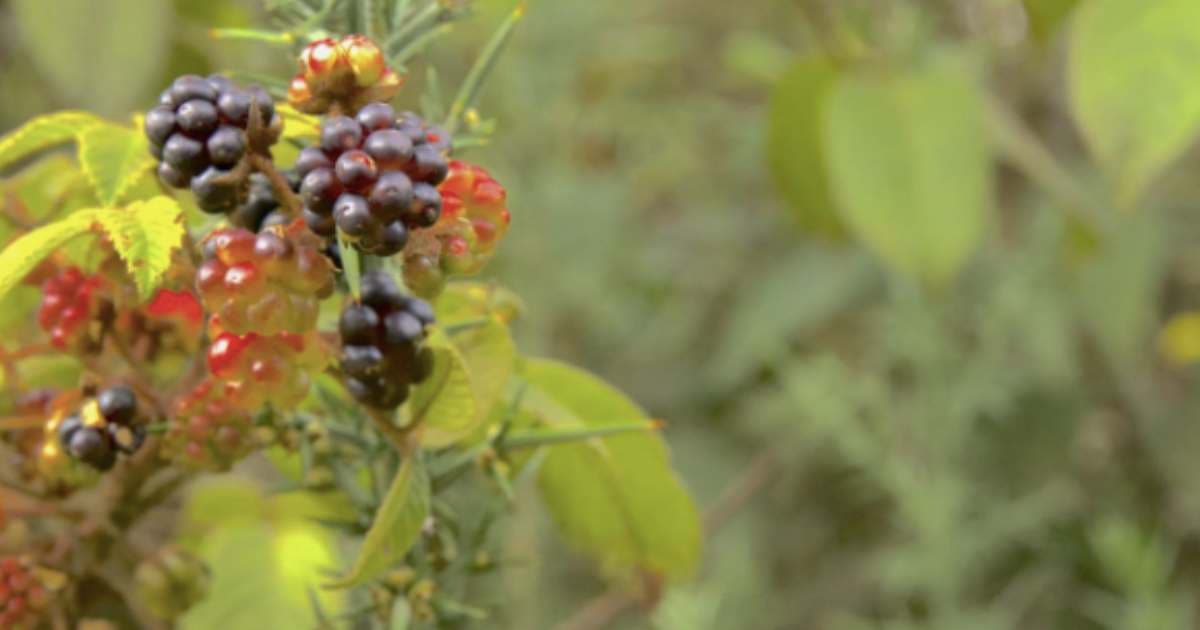 Turismo en Bogotá_ visita los Cerros Orientales sendero La Serranía 