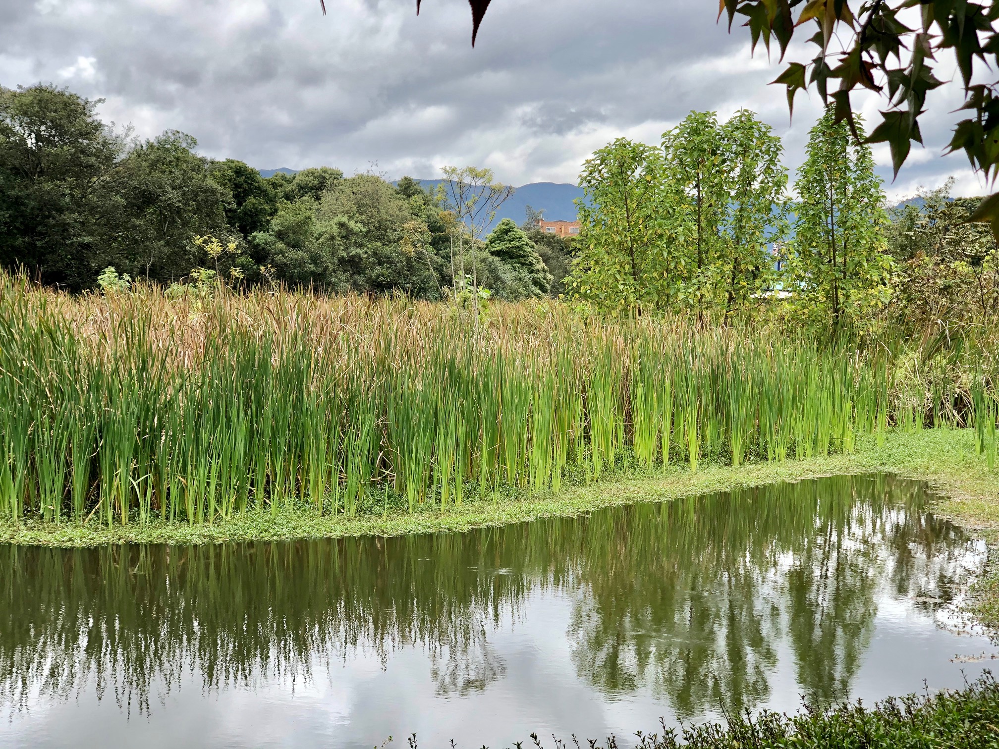 Imagen de la vegetación del lago 