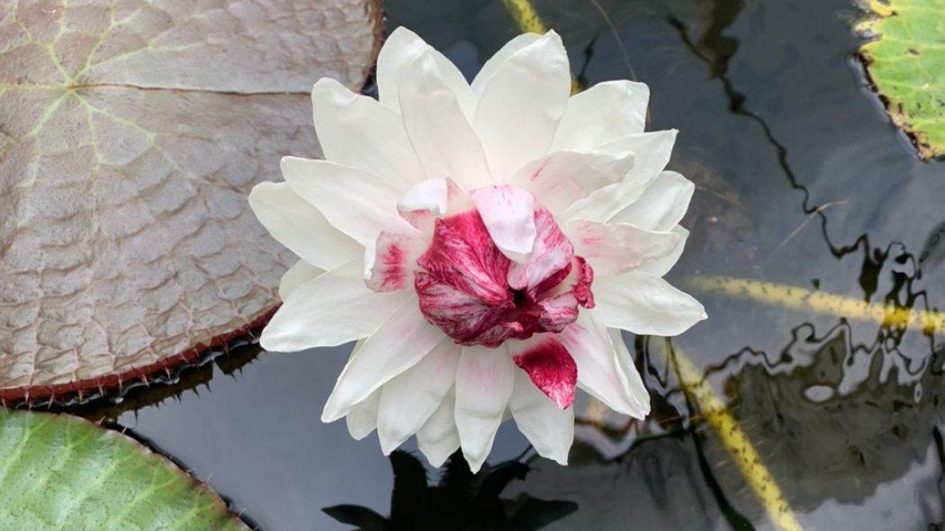 victoria amazonica