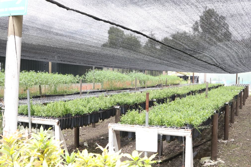 Vivero Ceresa el centro de restauración ecológica más grande de Bogotá 1