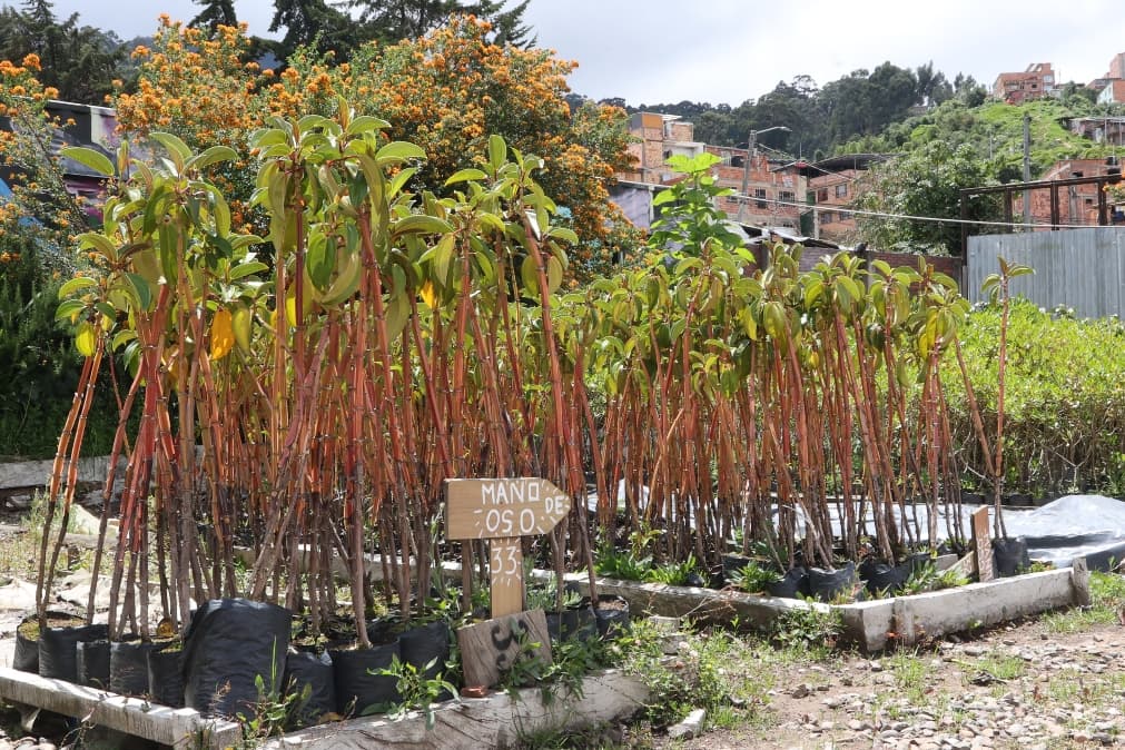 Vivero Ceresa el centro de restauración ecológica más grande de Bogotá 3