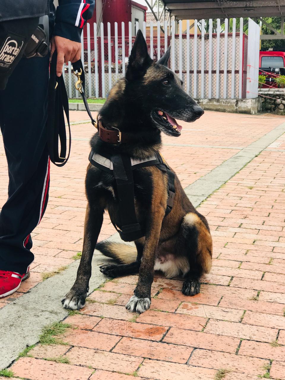 Daki y Una ya han participado en varias labores de rescate junto a los Bomberos de Bogotá.