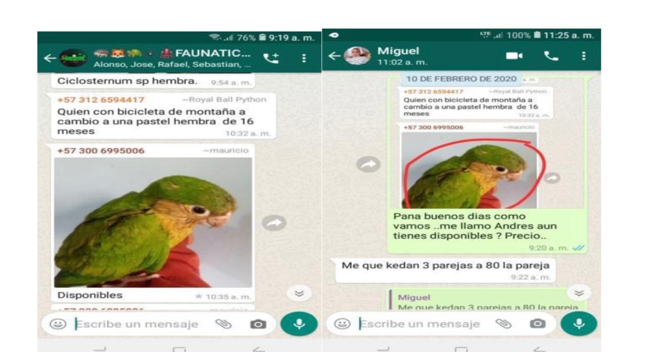 Tráfico de fauna por redes sociales - FOTO: Prensa Secretaría de Ambiente