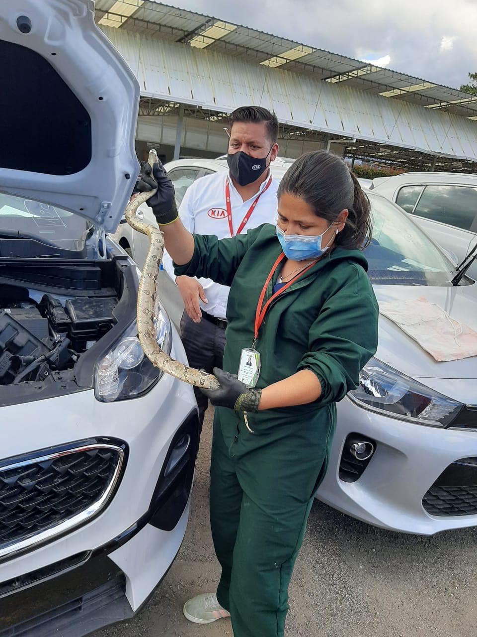 Autoridades ambientales recuperan dos serpientes en Bogotá - FOTO: Secretaría de Ambiente