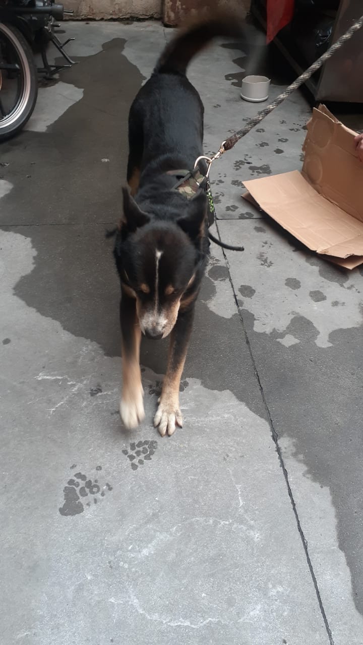 Dos perros que habían caido a un caño fueron rescatados por los Bomberos de Bogotá.- FOTO: Bomberos de Bogotá