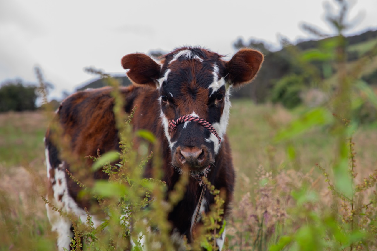 vaca