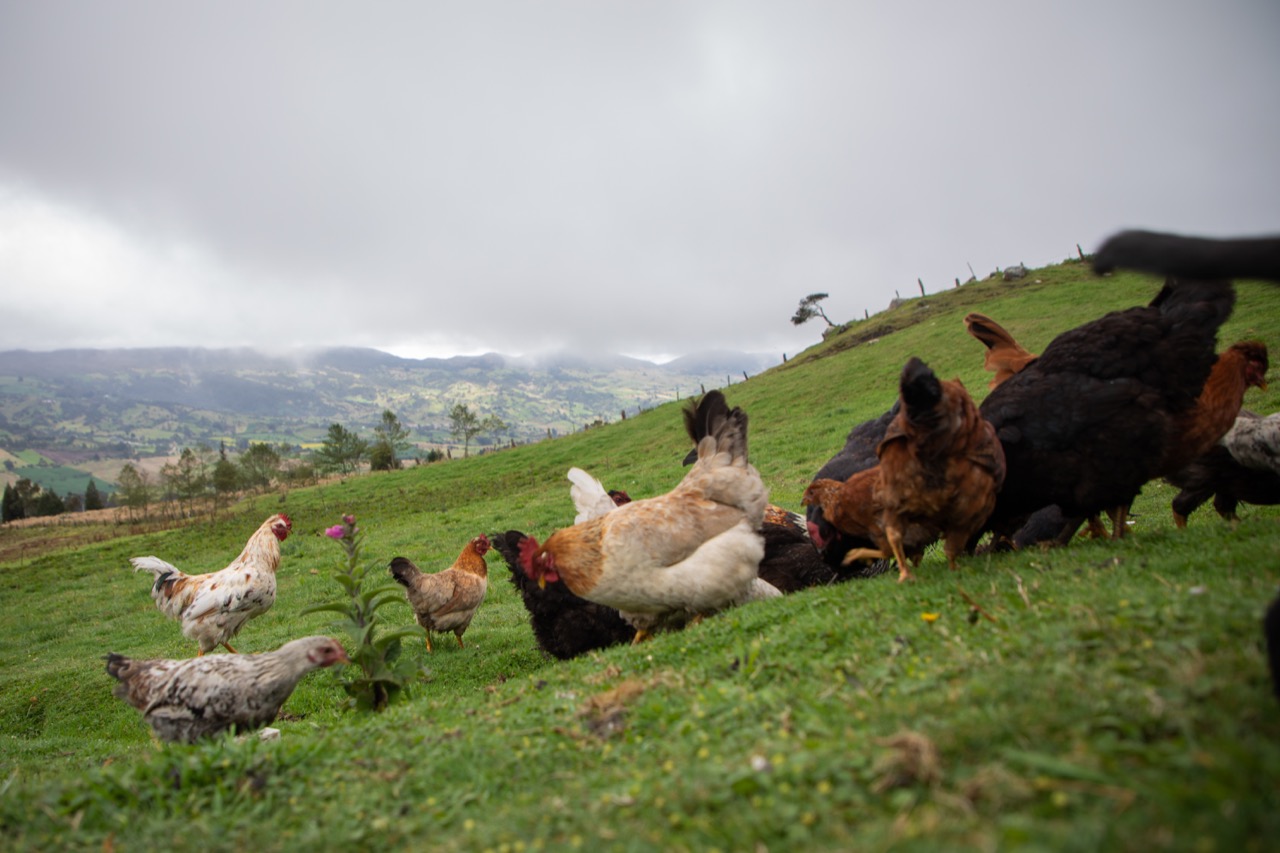 GALLINAS