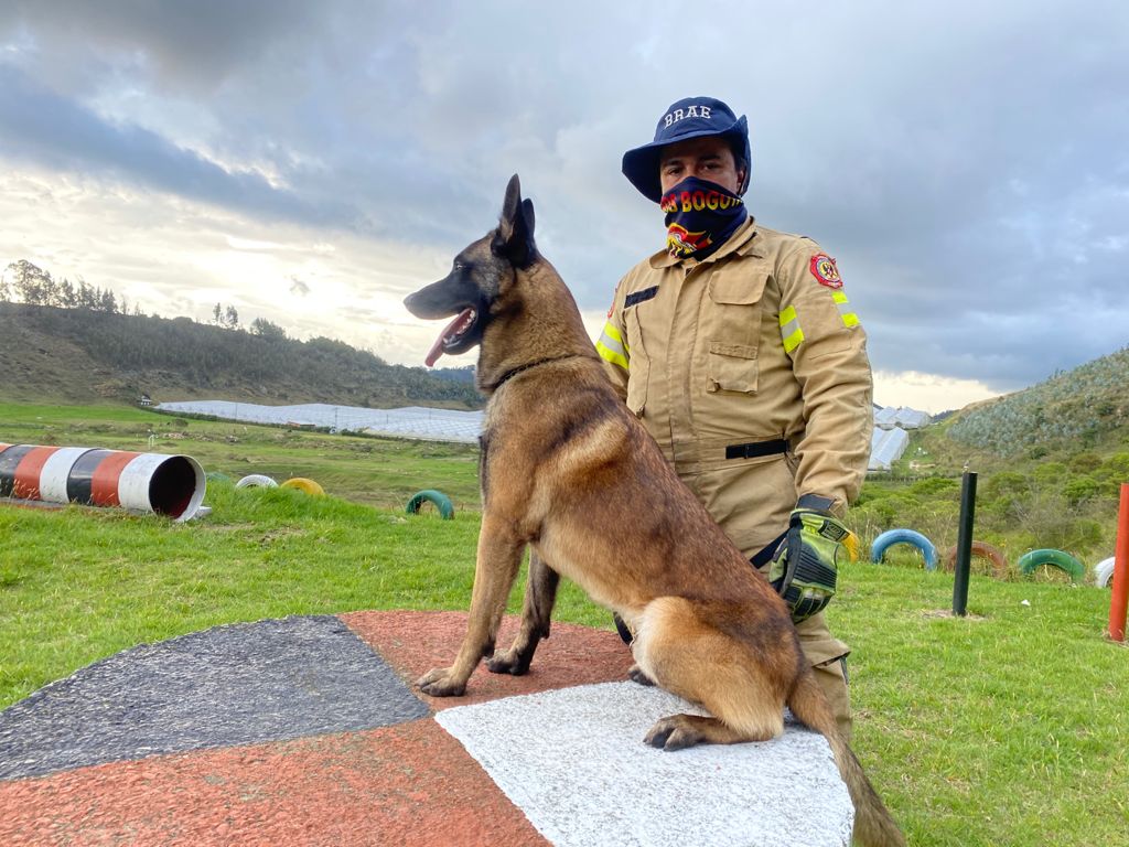 Perritos que acompañan a los Bomberos de Bogotá en Haití - FOTO: Prensa Bomberos de Bogotá