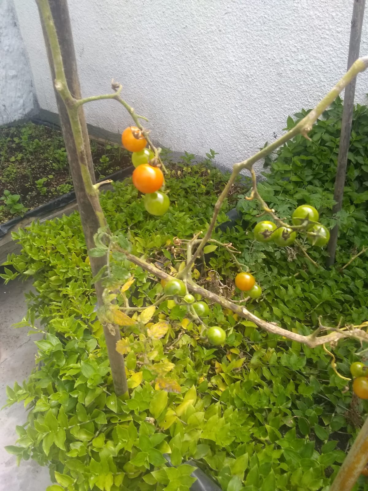 tomates