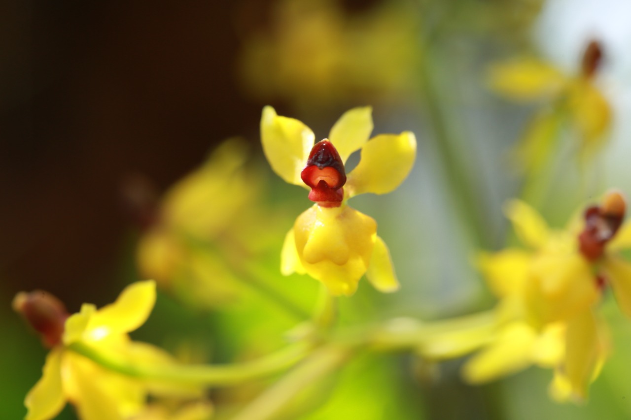 orquídea