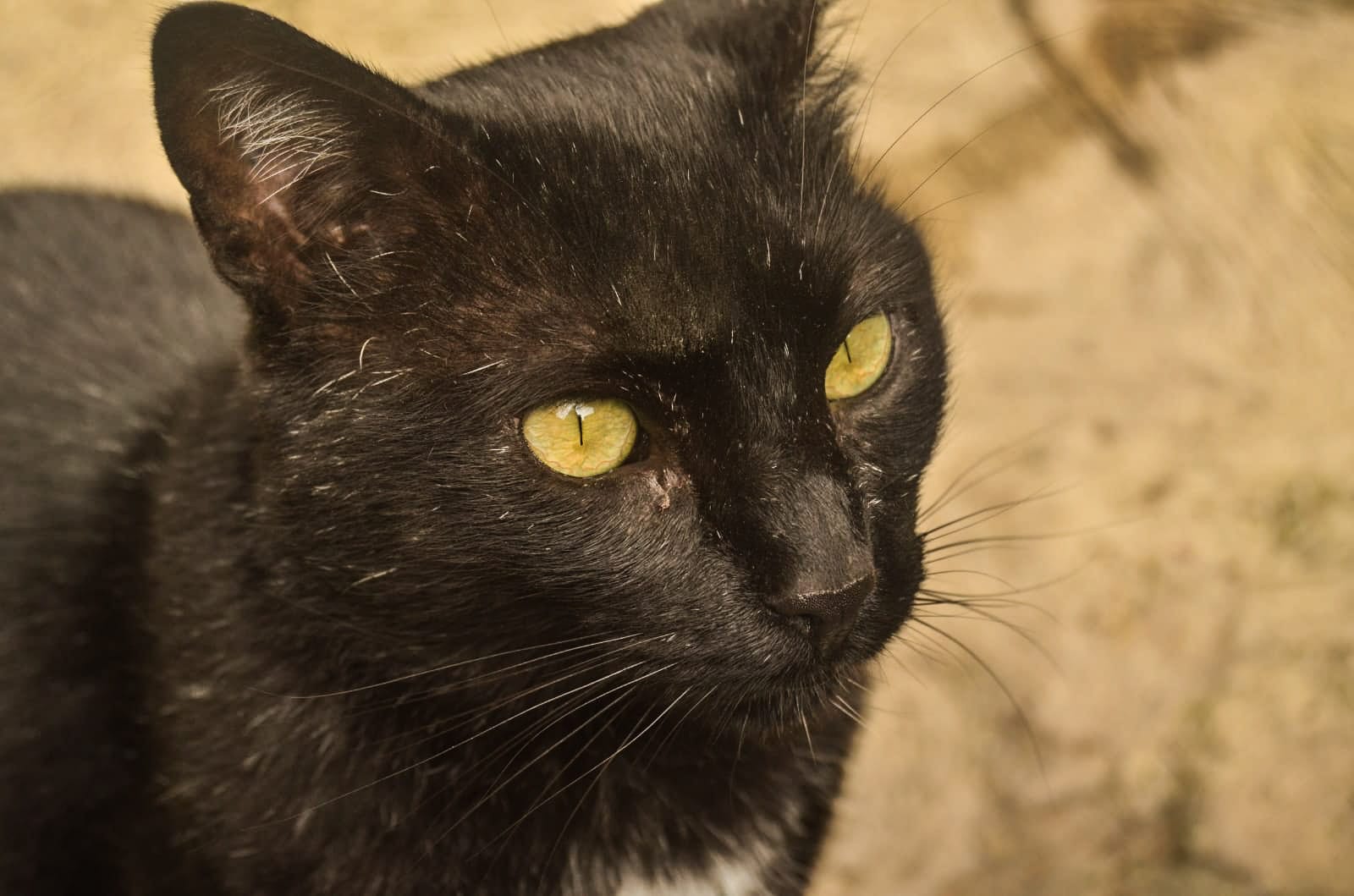 Chimuelo es el gato que acompaña todos los recorridos en Juan XXIII.