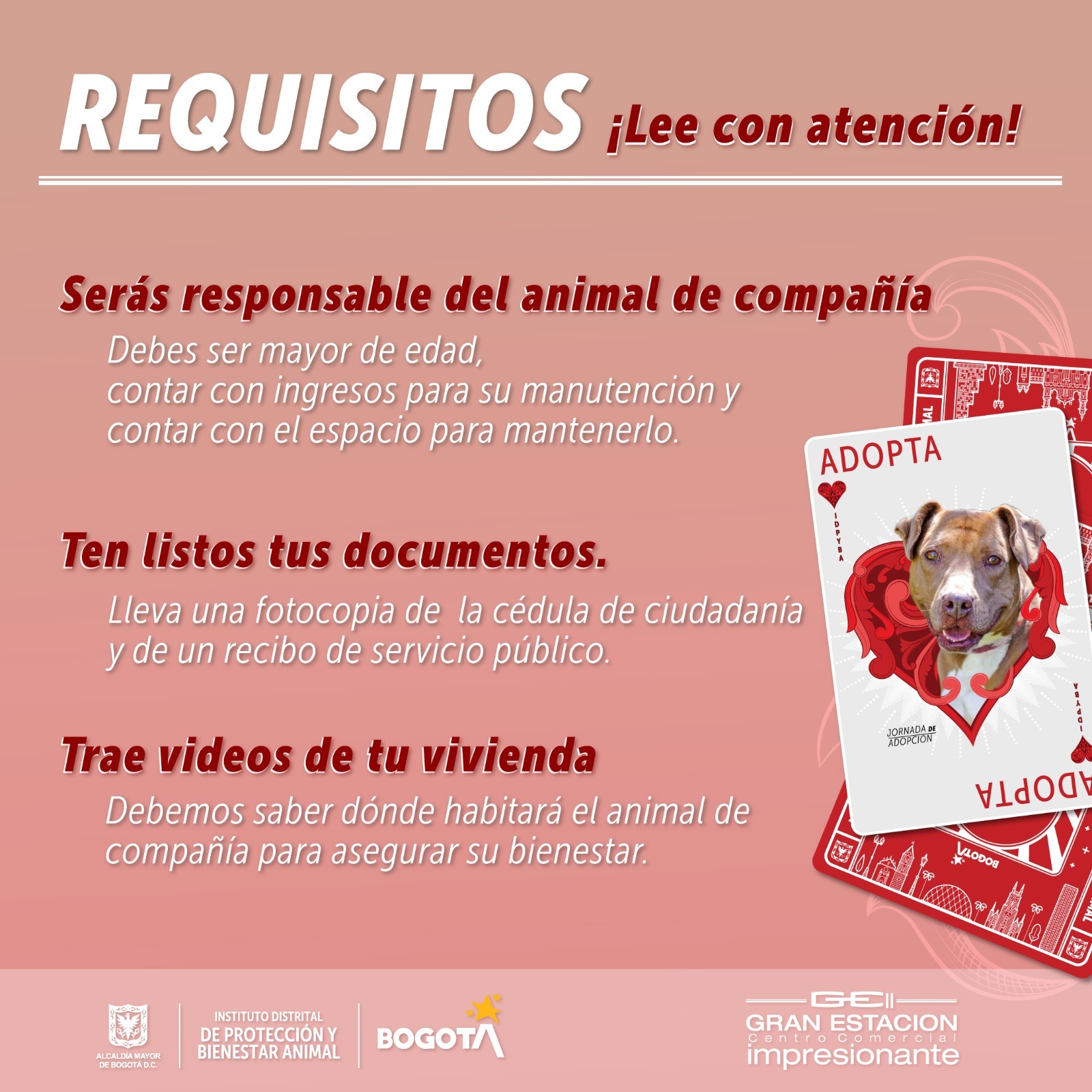 Conoce los requisitos para acceder a la jornada de adopción animal este mes de febrero de 2024