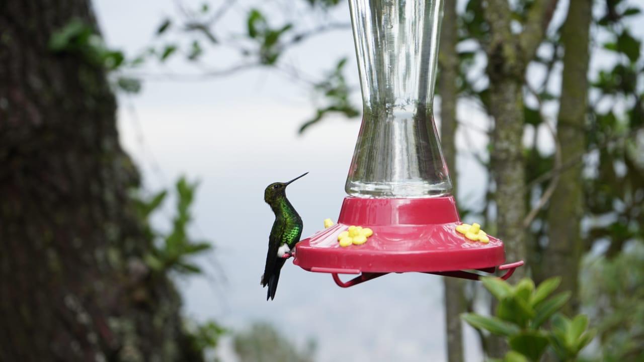 Avistamiento de aves en Bogotá 