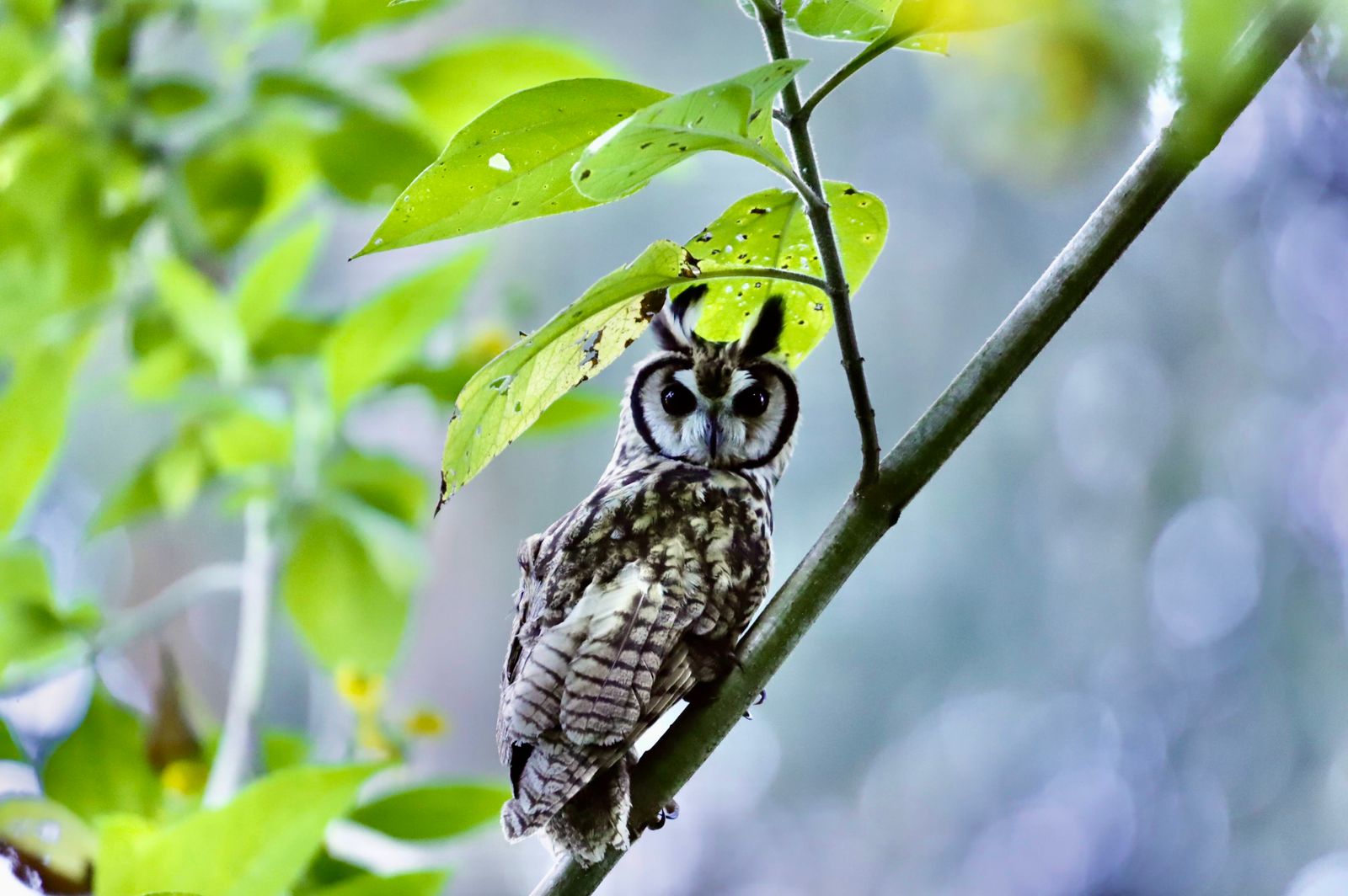 Día de la Biodiversidad: liberación animales en humedal Guaymaral