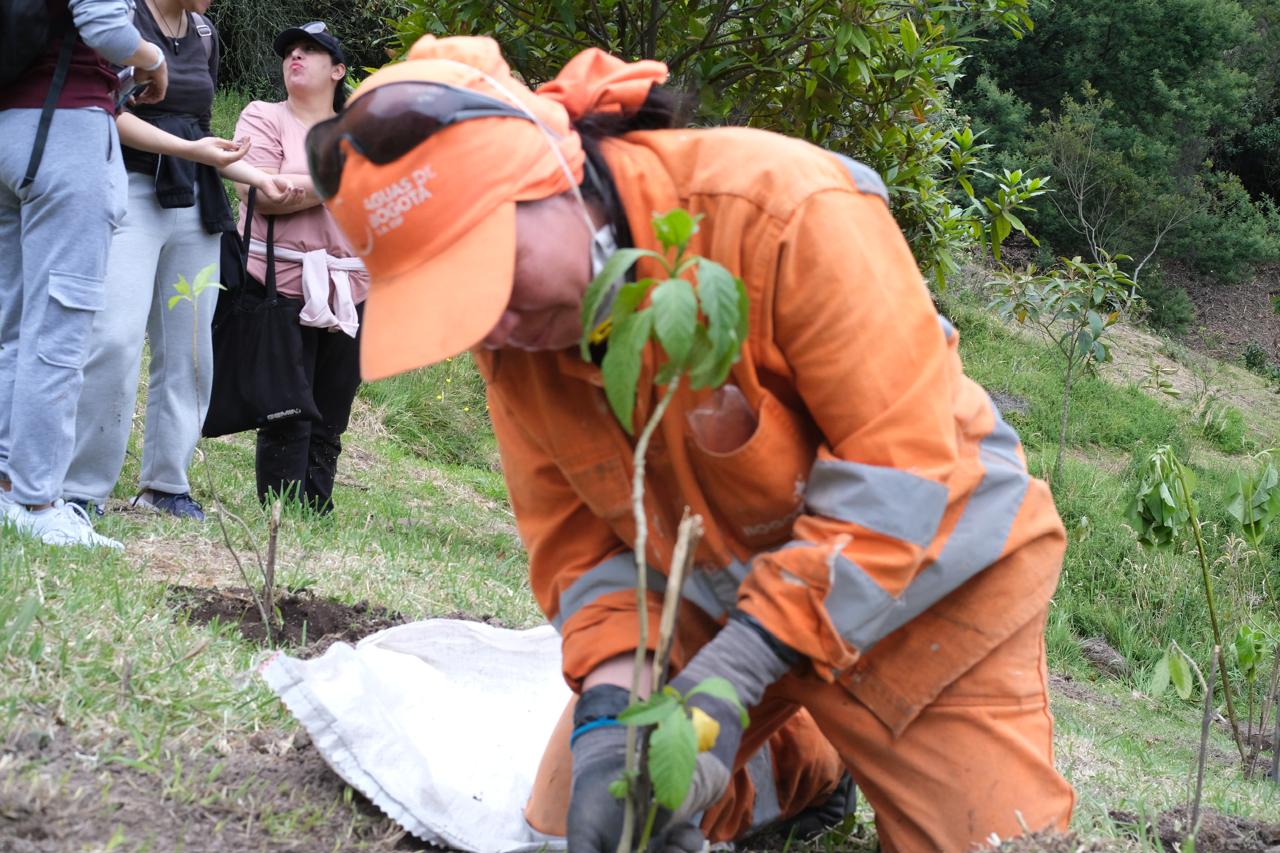 Siembra de árboles en Bogotá parque Entrenubes afectado por incendios 