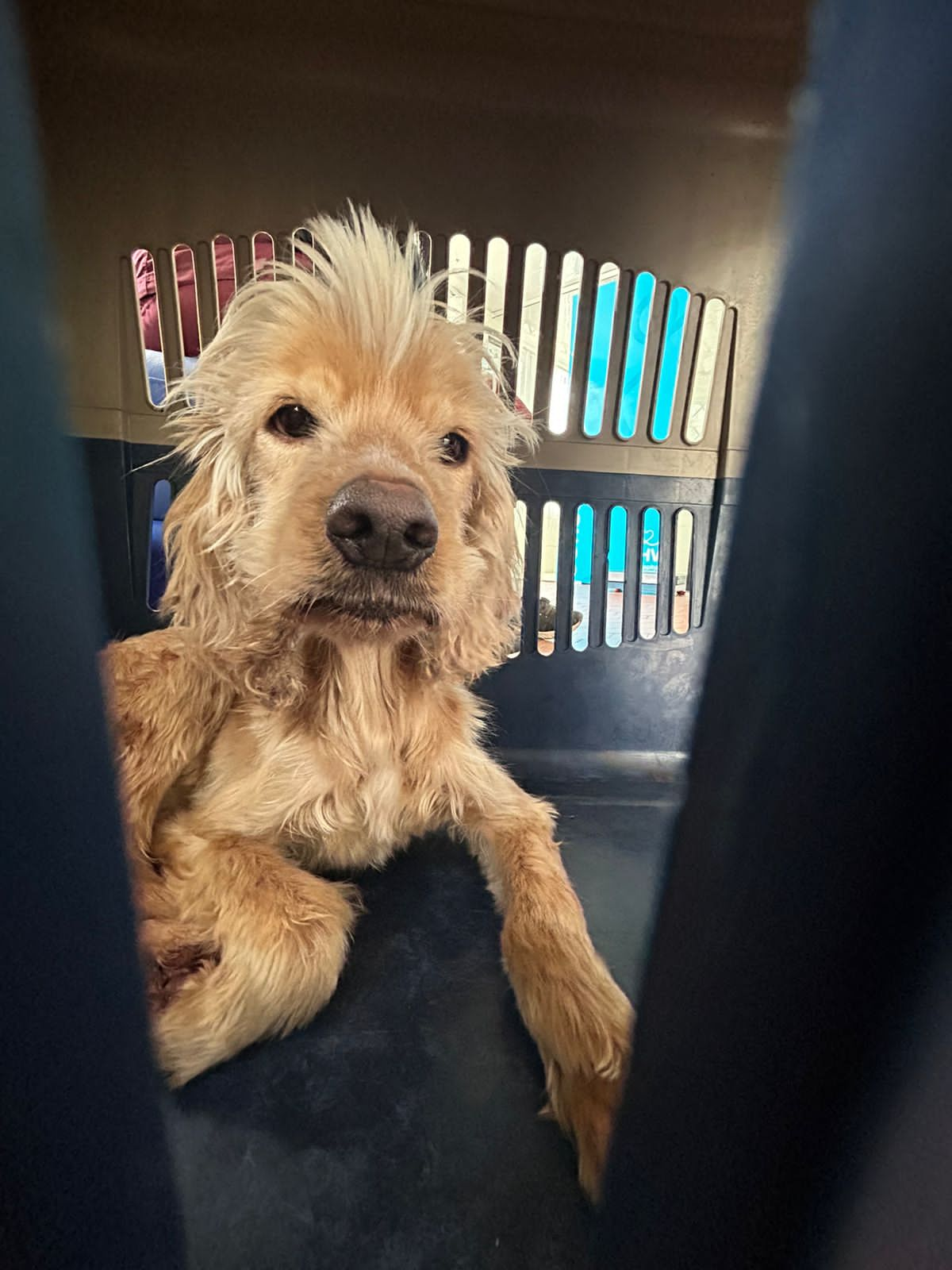 Caninos en lamentables condiciones de salud rescatados en Bogotá 