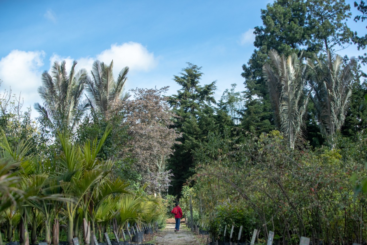 El vivero La Florida