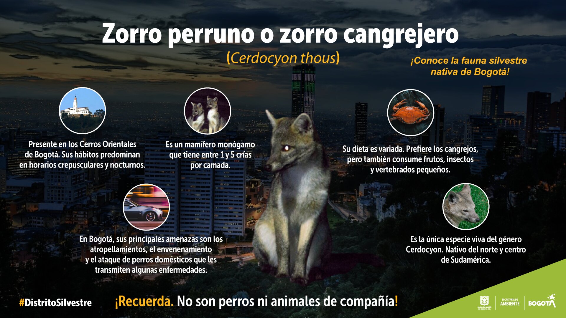 Imagen del zorro perruno y sus características