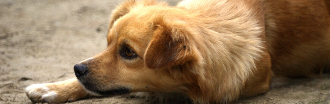 Un perro callejero descansa en el suelo de la capital.