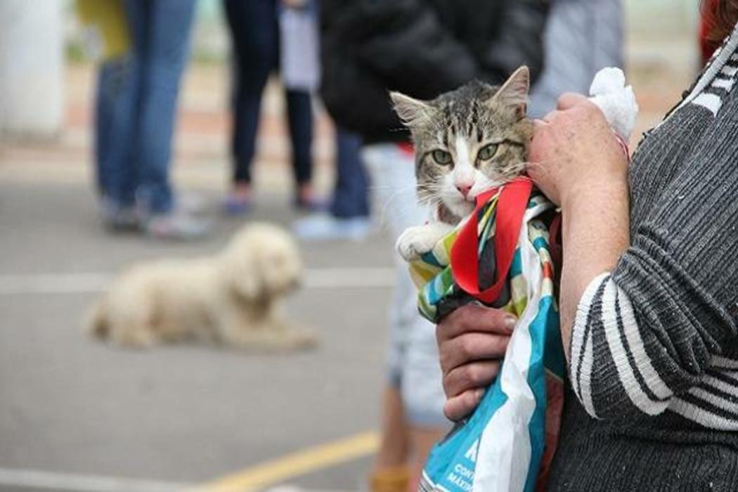 Gato en momentos previos a la esterilización