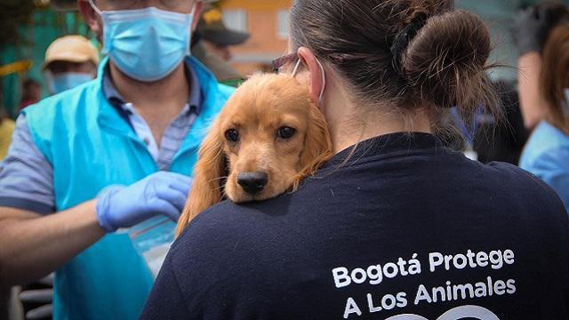 Foto: Instituto de Protección Animal 