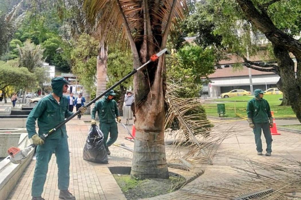 Con los residuos de las podas y mantenimiento de árboles el Jardín Botánico produce abono