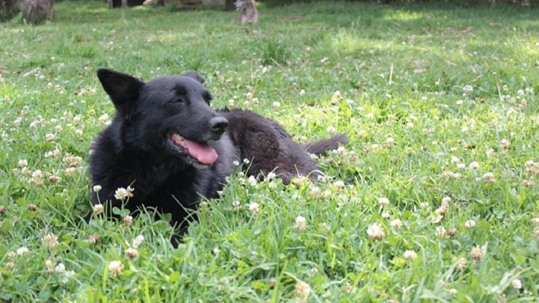 Foto: Instituto de Protección y Bienestar Animal 