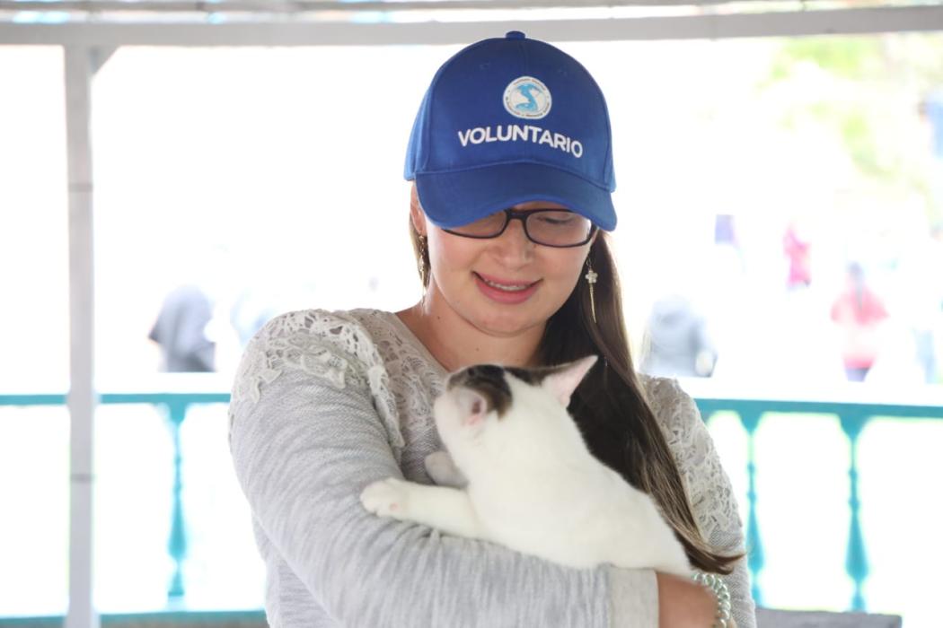 Gato en los brazos de un voluntario 