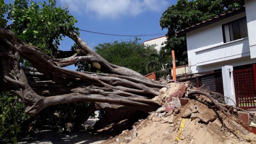 Árbol caído enfrente de una casa 